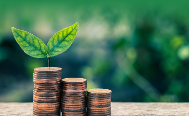 Image of a plant growing on pennies